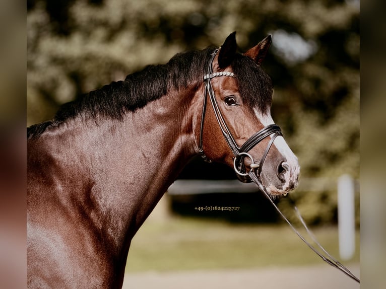 Westphalian Mare 8 years 16.1 hh Brown in Greven