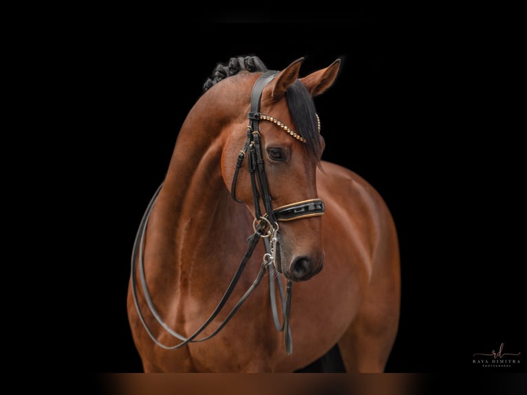 Westphalian Mare 8 years 16,1 hh Brown in Wehringen