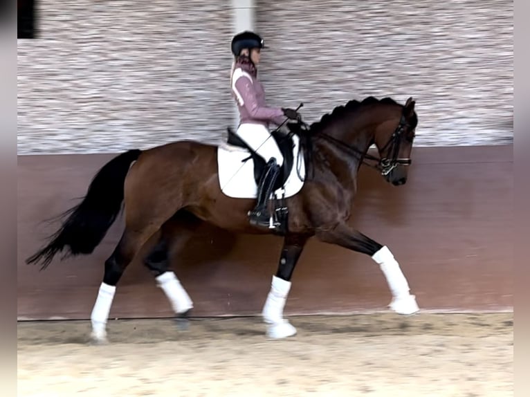 Westphalian Mare 8 years 16,1 hh Brown in Wehringen