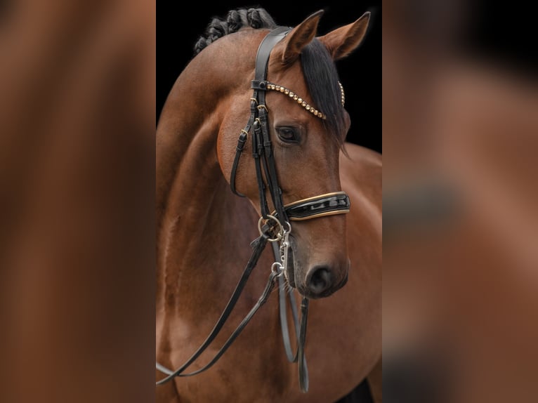 Westphalian Mare 8 years 16,1 hh Brown in Wehringen