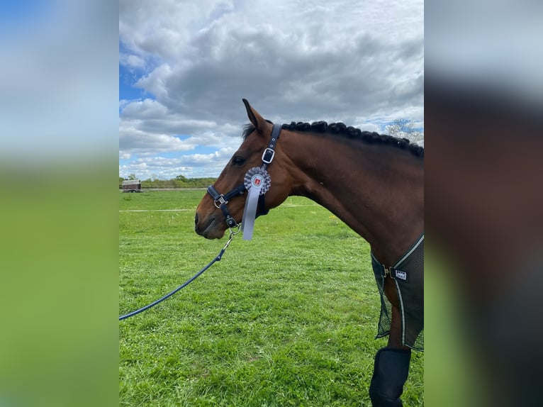 Westphalian Mare 8 years 16.1 hh Brown in Hamburg