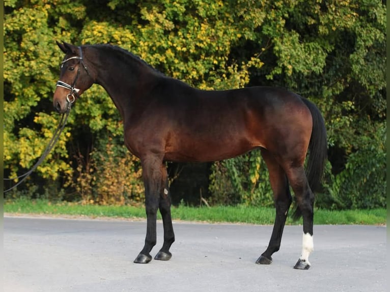 Westphalian Mare 8 years 16,1 hh Brown in Békésszentandrás