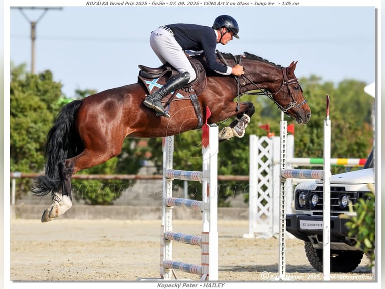 Westphalian, Mare, 8 years, 16.1 hh, Brown