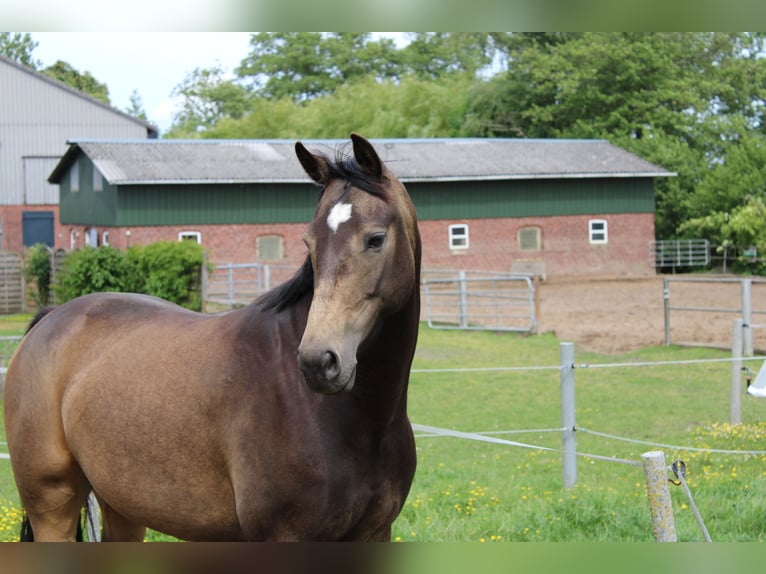 Westphalian Mare 8 years 16.1 hh Buckskin in Großharrie