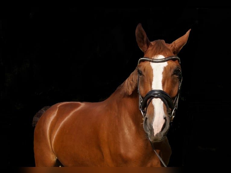 Westphalian Mare 8 years 16,1 hh Chestnut-Red in Gerlingen