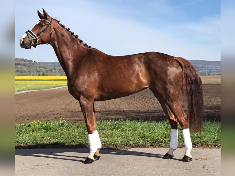 Westphalian Mare 8 years 16,1 hh Chestnut-Red in Gerlingen