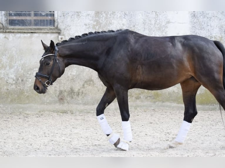 Westphalian Mare 8 years 16,1 hh in Lindlar