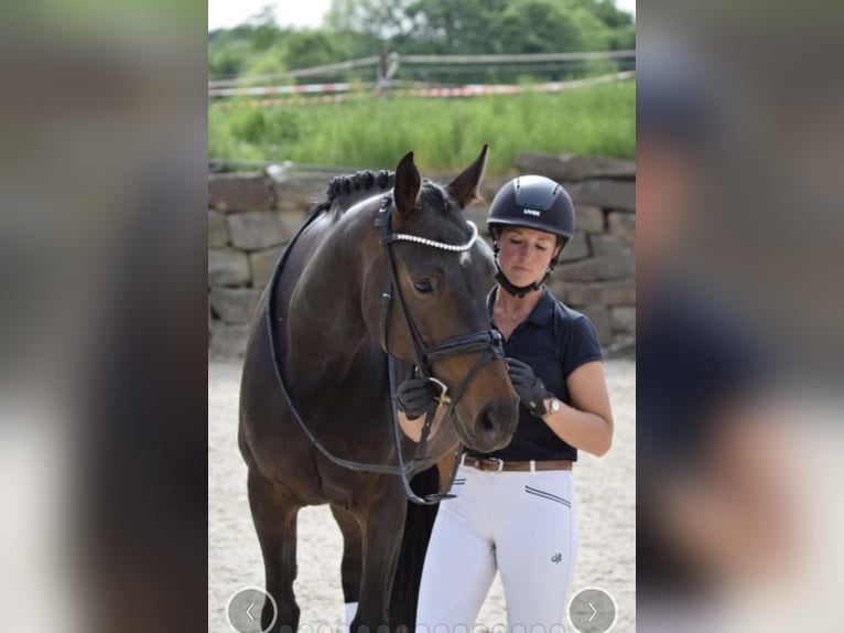 Westphalian Mare 8 years 16,1 hh in Lindlar