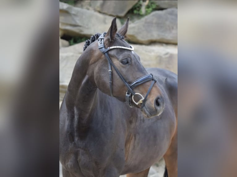 Westphalian Mare 8 years 16,1 hh in Lindlar