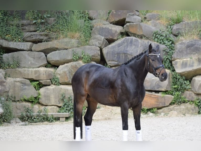 Westphalian Mare 8 years 16,1 hh in Lindlar