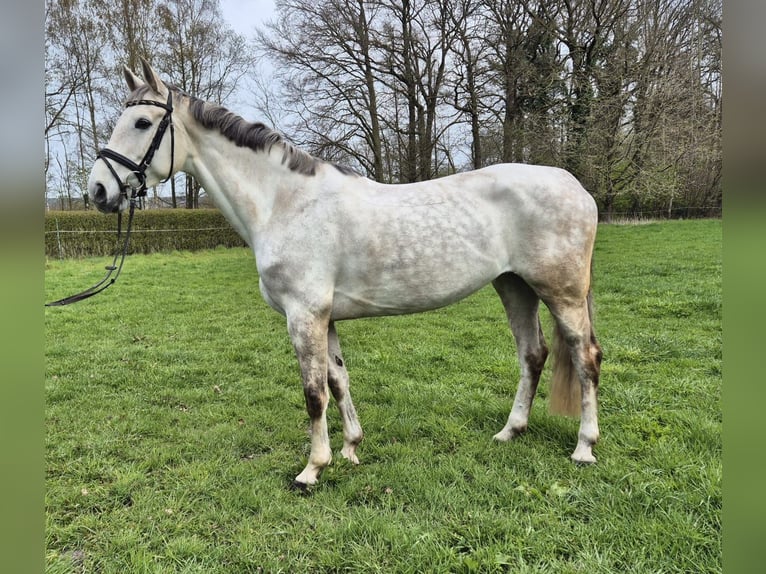 Westphalian Mare 8 years 16.1 hh Grey in Hörstel