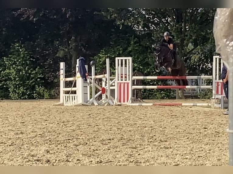 Westphalian Mare 8 years 16.1 hh Smoky-Black in Arnsberg