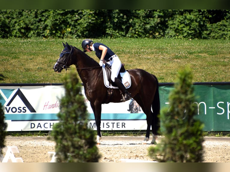 Westphalian Mare 8 years 16.1 hh Smoky-Black in Arnsberg