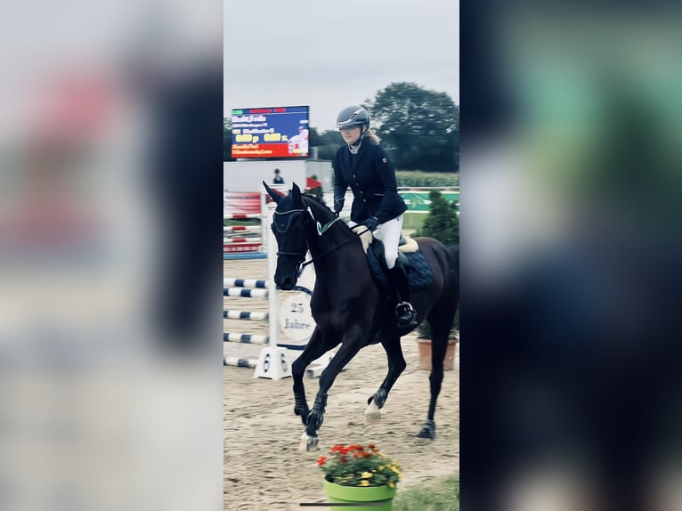 Westphalian Mare 8 years 16,2 hh Black in Senden