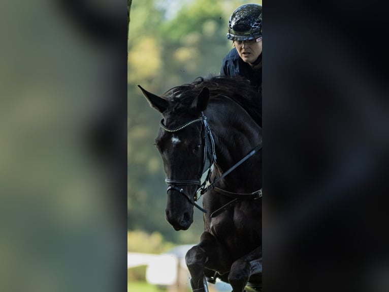 Westphalian Mare 8 years 16,2 hh Black in Senden