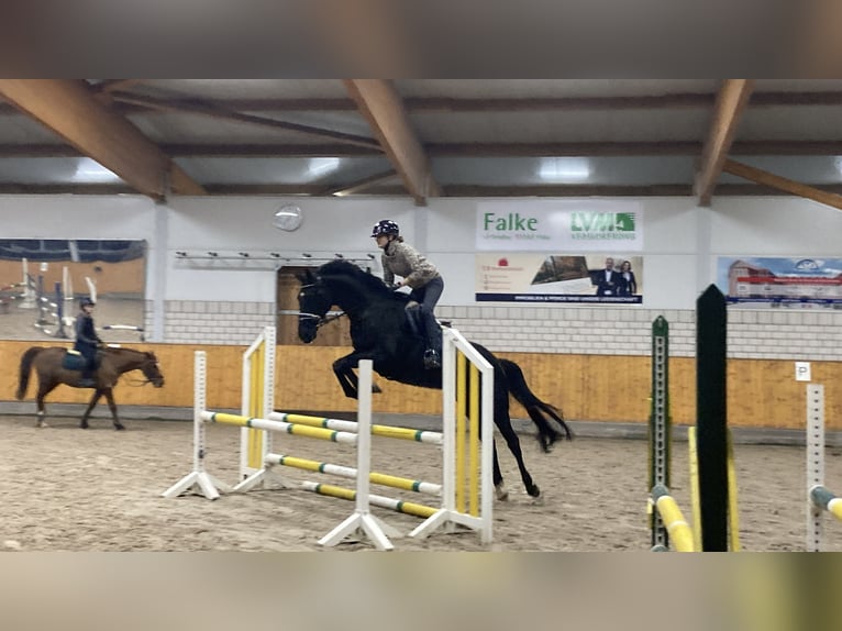 Westphalian Mare 8 years 16,2 hh Black in Senden