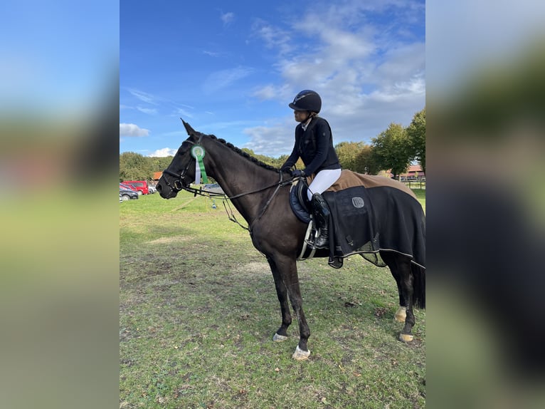 Westphalian Mare 8 years 16,2 hh Black in Senden