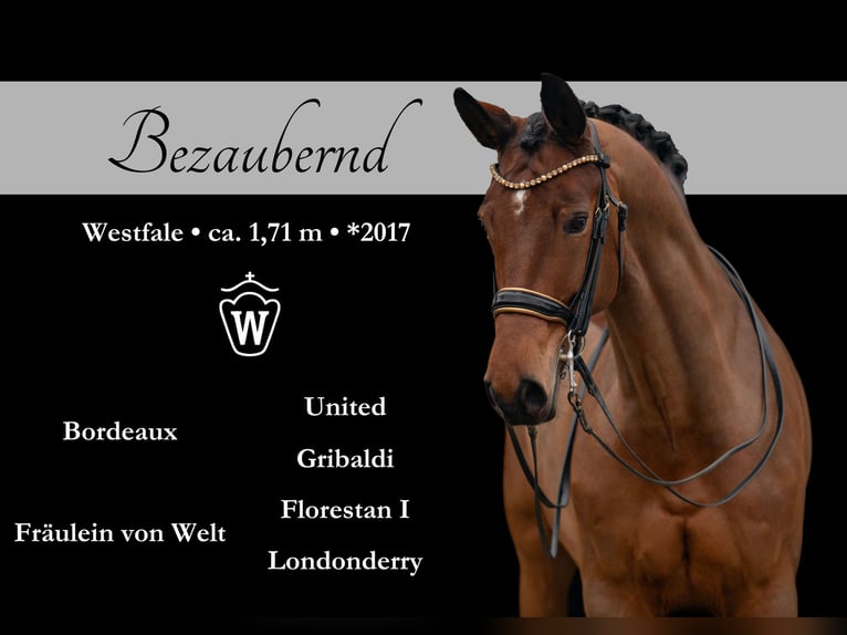 Westphalian Mare 8 years 16,2 hh Brown in Wehringen