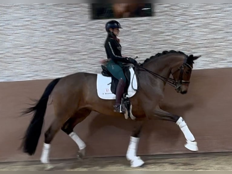 Westphalian Mare 8 years 16,2 hh Brown in Wehringen