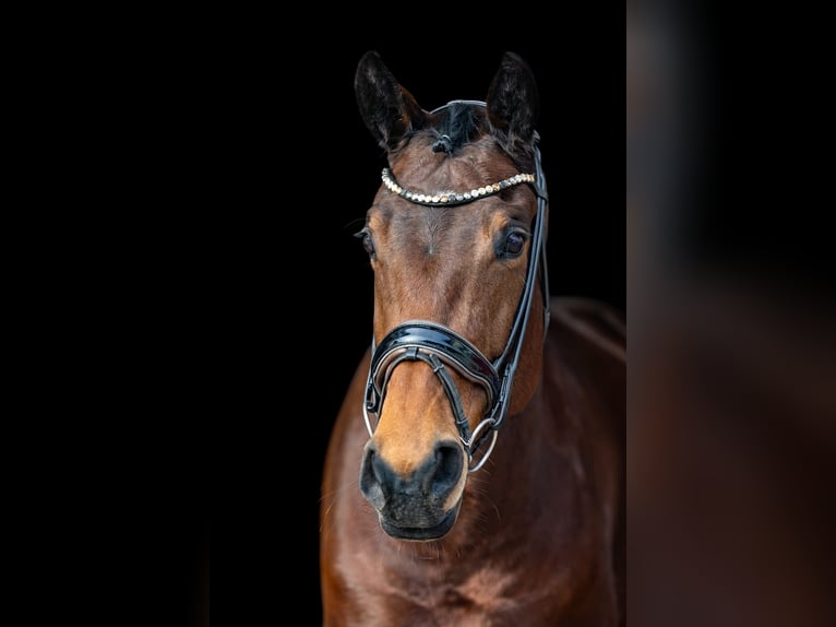 Westphalian Mare 8 years 16.2 hh Brown in Rosenheim