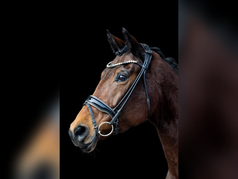 Westphalian Mare 8 years 16.2 hh Brown in Rosenheim