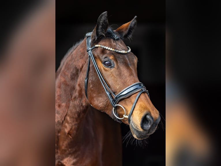 Westphalian Mare 8 years 16.2 hh Brown in Rosenheim