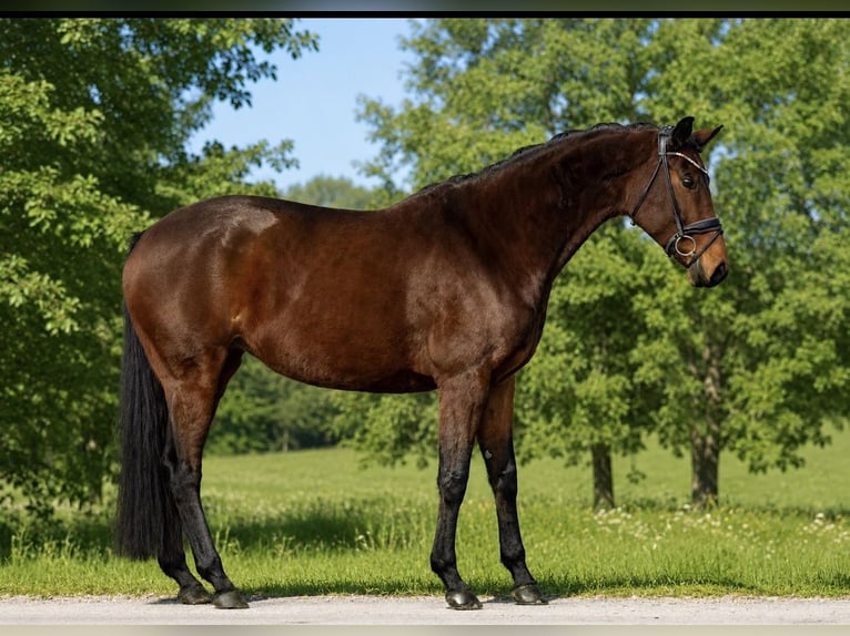 Westphalian Mare 8 years 16.2 hh Brown in Rosenheim