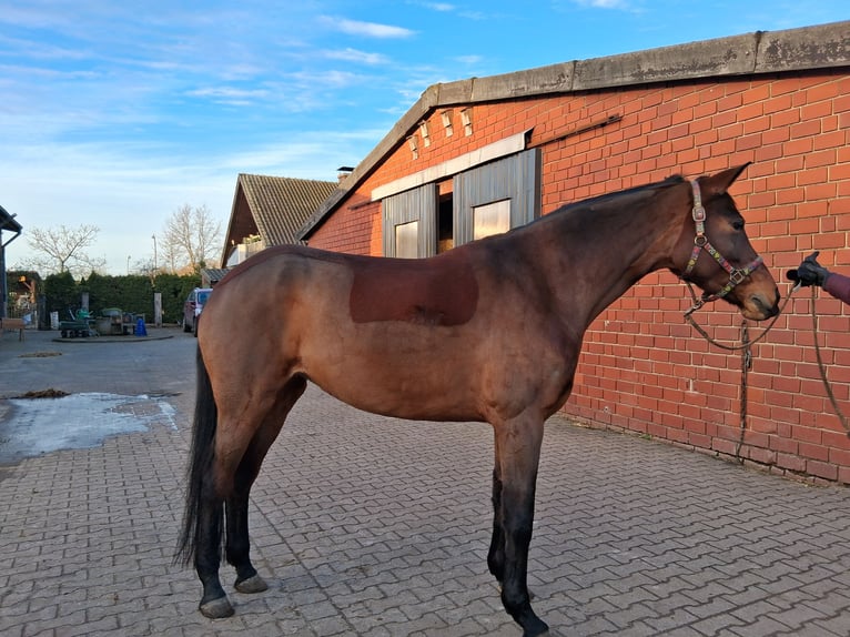 Westphalian Mare 8 years 16.2 hh Brown in Münster