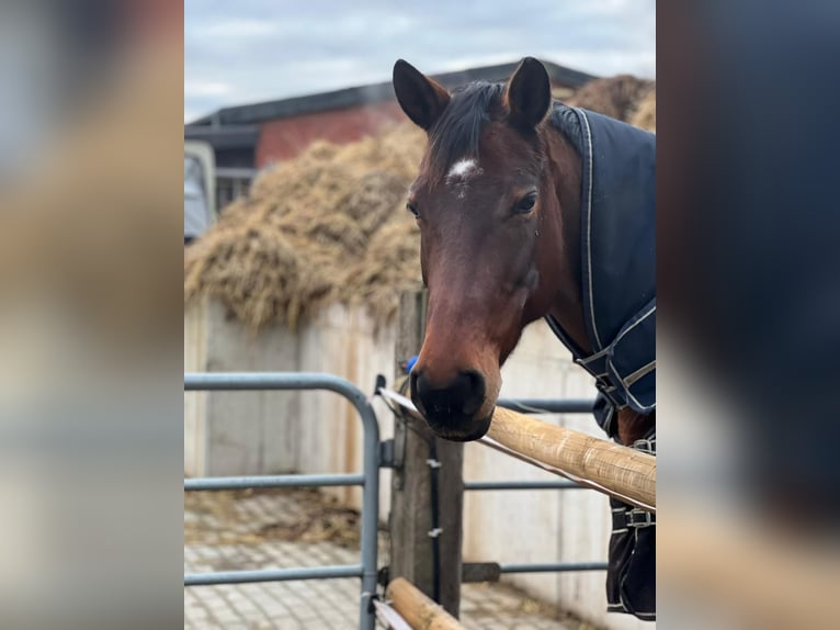 Westphalian Mare 8 years 16.2 hh Brown in Münster