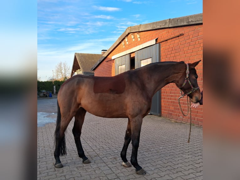 Westphalian Mare 8 years 16.2 hh Brown in Münster