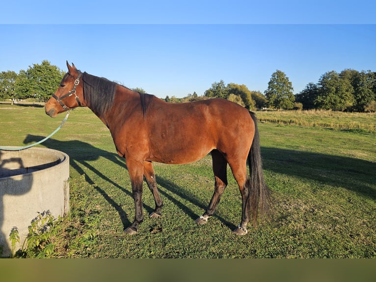 Westphalian Mare 8 years 16.2 hh Brown in Bensdorf OT Woltersdorf