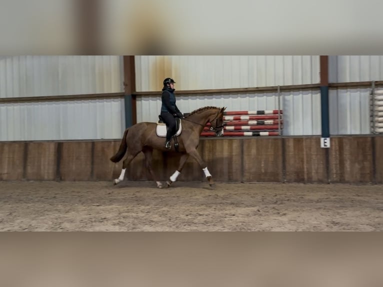 Westphalian Mare 8 years 16,2 hh Chestnut-Red in Oud Gastel