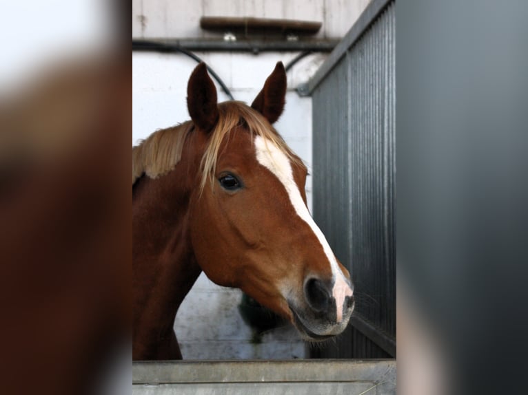 Westphalian Mare 8 years 16,2 hh Chestnut-Red in Worms