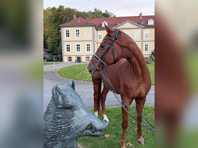 Westphalian Mare 8 years 16.2 hh Chestnut-Red in Nörten-Hardenberg