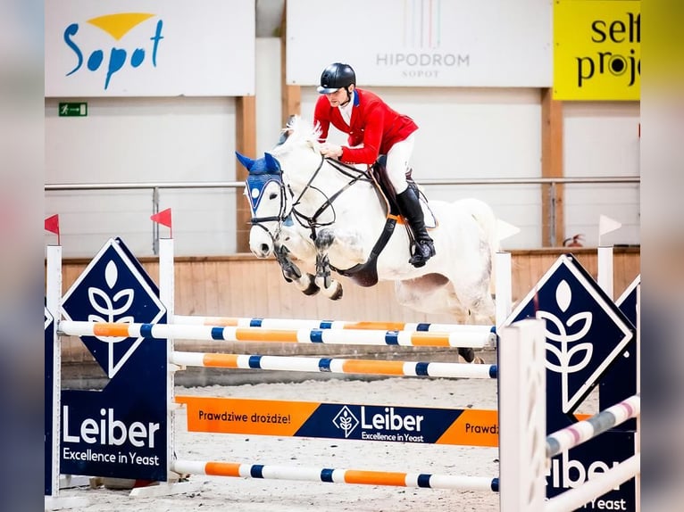 Westphalian Mare 8 years 16,2 hh Gray in Wysin