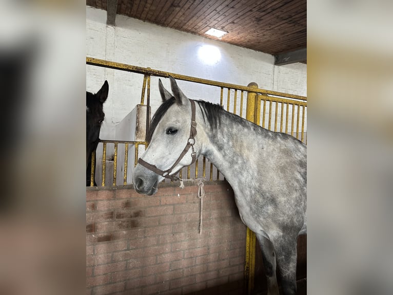 Westphalian Mare 8 years 16.2 hh Grey in Rees