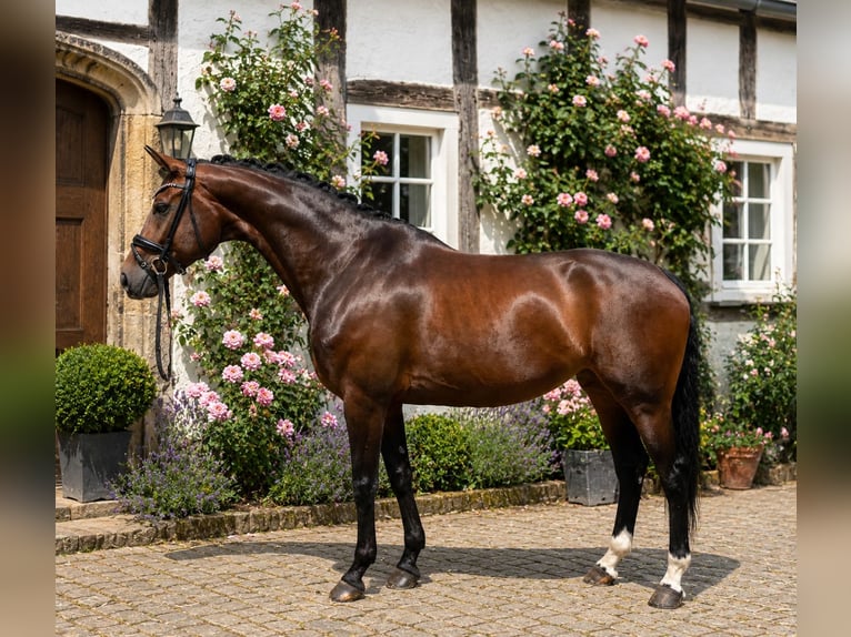 Westphalian Mare 8 years 16.3 hh Bay-Dark in Bielefeld