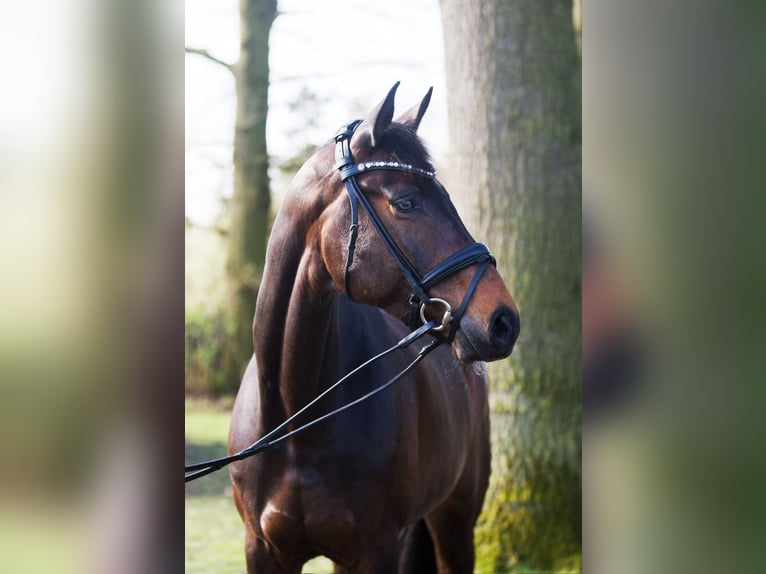 Westphalian Mare 8 years 16.3 hh Bay-Dark in BillerbeckBillerbeck