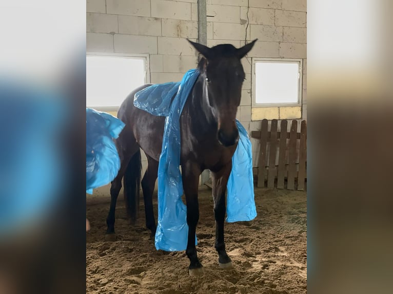 Westphalian Mare 8 years 16.3 hh Bay-Dark in Wall
