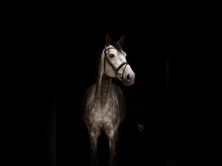 Westphalian Mare 8 years 16.3 hh Grey in Bottrop