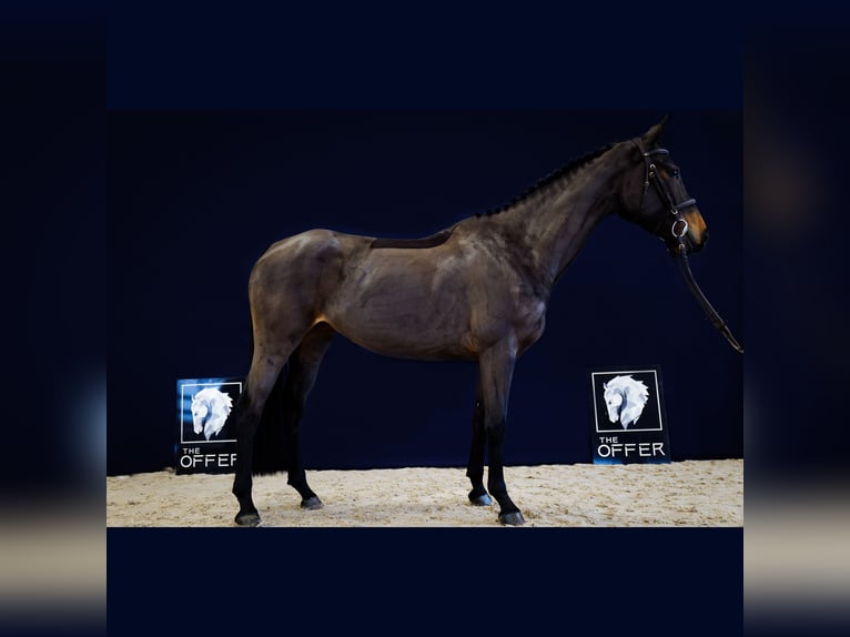 Westphalian Mare 8 years 16 hh Bay-Dark in Mengen