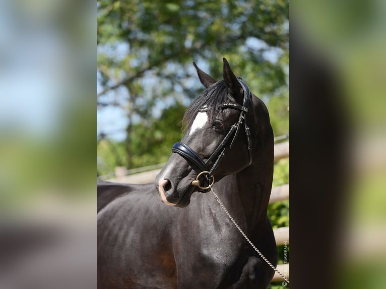 Westphalian Mare 8 years 16 hh Black in salins