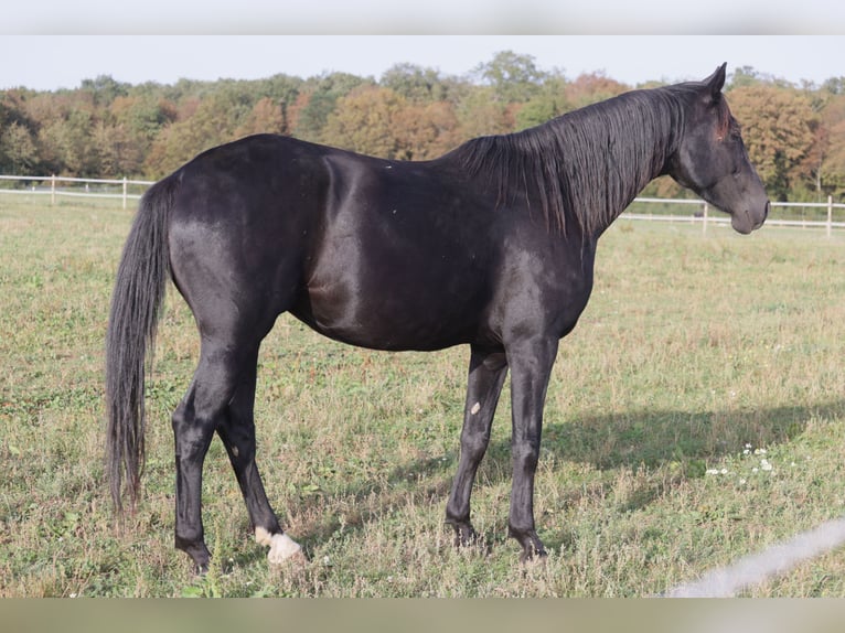 Westphalian Mare 8 years 16 hh Black in salins