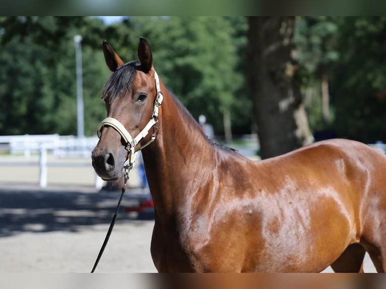 Westphalian Mare 8 years 16 hh Brown in GreifswaldGreifswald