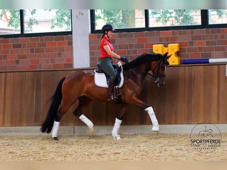 Westphalian Mare 8 years 16 hh Brown in Warendorf