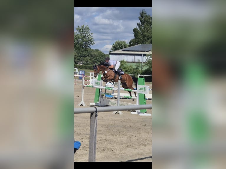 Westphalian Mare 8 years 16 hh Brown in Bad Sassendorf