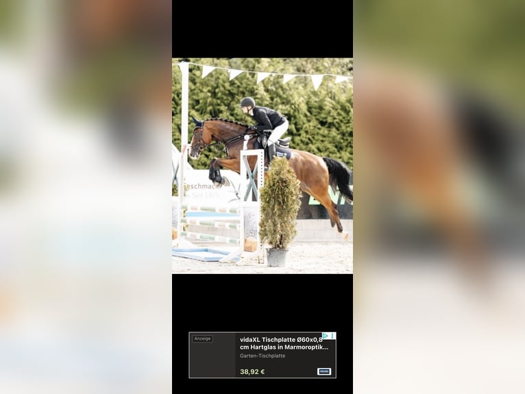 Westphalian Mare 8 years 16 hh Brown in Saarbrücken
