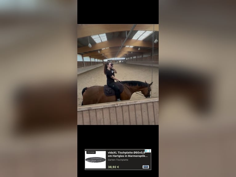 Westphalian Mare 8 years 16 hh Brown in Saarbrücken