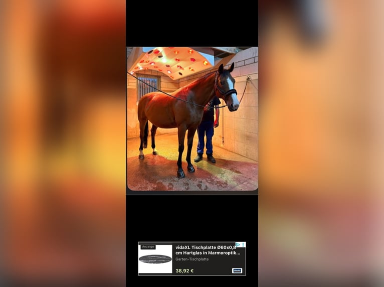 Westphalian Mare 8 years 16 hh Brown in Saarbrücken