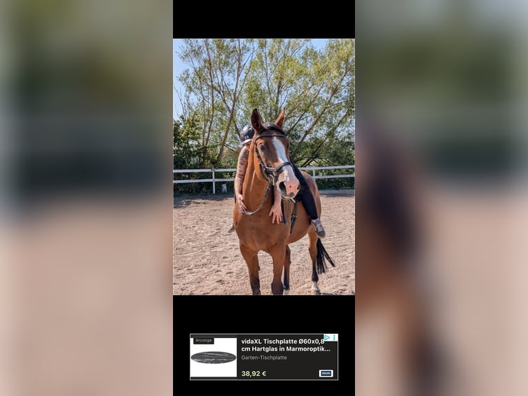 Westphalian Mare 8 years 16 hh Brown in Saarbrücken
